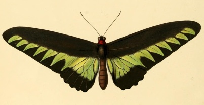 Ornithoptera brookiana - now: Troides brookiana (Wallace, 1855).